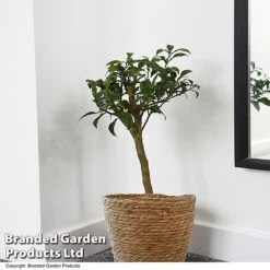 Yuzu Citrus Plant 10 Yuzu Citrus Plant -Plants Sale YUZU CITRUSPLA T48742