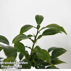 Yuzu Citrus Plant 11 Yuzu Citrus Plant -Plants Sale YUZU CITRUSPLA T48744