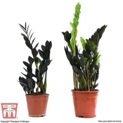 Zamioculcas Zamiifolia Raven -Plants Sale ZAM KB3238 B