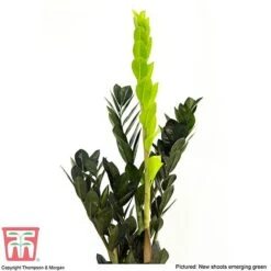 Zamioculcas Zamiifolia Raven -Plants Sale ZAMI KB3238 C