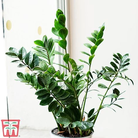 Zamioculcas Zamiifolia 4 Zamioculcas Zamiifolia - Image 2