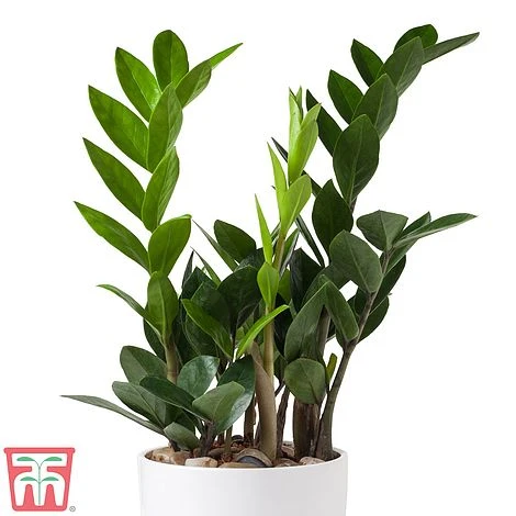 Zamioculcas Zamiifolia 5 Zamioculcas Zamiifolia - Image 3