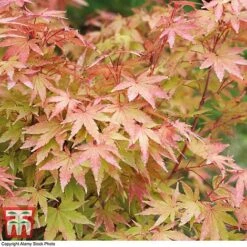Acer Palmatum 'Sango-kaku' -Plants Sale acer sang3