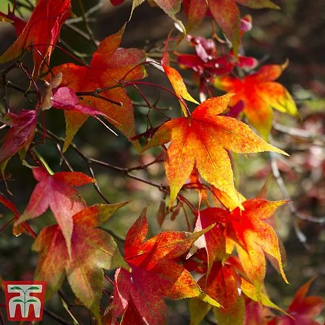 Acer Palmatum Duo 6 Acer Palmatum Duo - Image 4