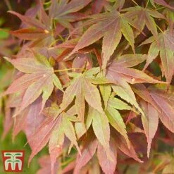 Acer Palmatum