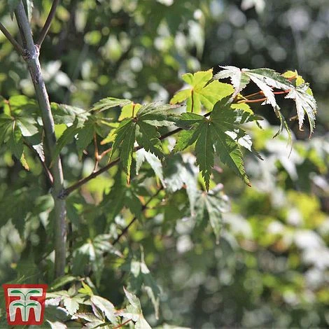 Acer Palmatum 5 Acer Palmatum - Image 3