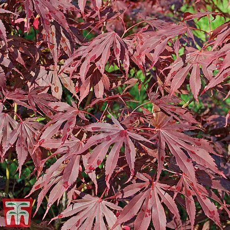 Acer Palmatum 7 Acer Palmatum - Image 5
