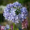 Agapanthus 'Full Moon' -Plants Sale aga1