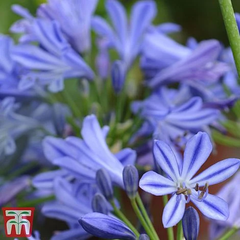 Agapanthus 'Charlotte' 4 Agapanthus 'Charlotte' - Image 2