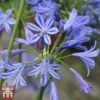 Agapanthus 'Charlotte'