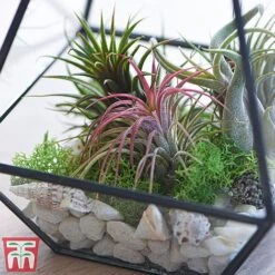 Plants Sale -Plants Sale airplant1