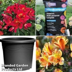 Alstroemeria Lovely Breeze Duo -Plants Sale alstro duo1