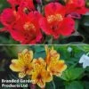 Alstroemeria Lovely Breeze Duo 2 Alstroemeria Lovely Breeze Duo -Plants Sale alstro duo21