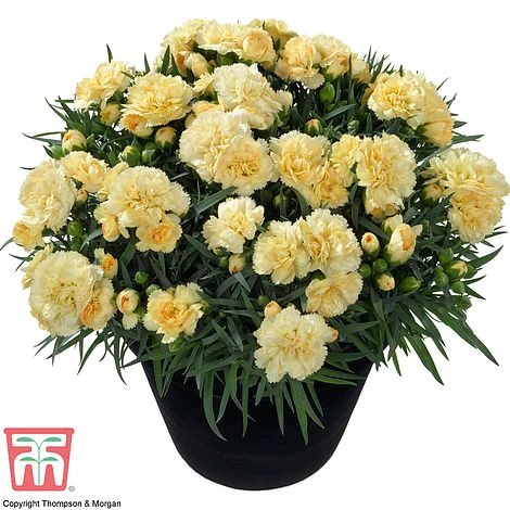 Dianthus Caryophyllus 'Amber' (Sunflor Series) 4 Dianthus Caryophyllus 'Amber' (Sunflor Series) - Image 2