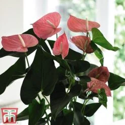 Anthurium Aqua Salmon In Sierglass -Plants Sale anth2
