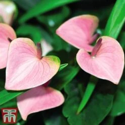Anthurium Aqua Salmon In Sierglass -Plants Sale anth3