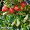 Fruit Tree Staple Duo -Plants Sale appe1