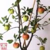 Apple Duo Patio Fruit Trees 1 Apple Duo Patio Fruit Trees -Plants Sale apple duo