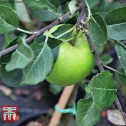 Apple Duo Patio Fruit Trees -Plants Sale apple duo c