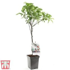 Apple Duo Patio Fruit Trees -Plants Sale apple2