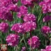 Armeria Maritima 'Düsseldorfer Stolz' -Plants Sale arm2