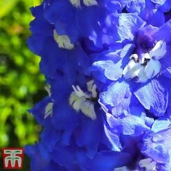 Delphinium 'King Arthur' -Plants Sale arthur