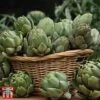 Globe Artichoke 'Green Globe Improved' F1 Hybrid -Plants Sale arti