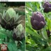 Globe Artichoke Duo 1 Globe Artichoke Duo -Plants Sale arti duo