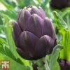 Globe Artichoke 'Purple Globe' -Plants Sale arti pur