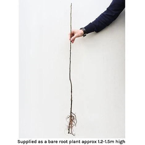 Cherry 'Stella' Bare Root 4 Cherry 'Stella' Bare Root - Image 2