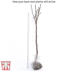 Magnolia 'Red Lucky' (Standard) 11 Magnolia 'Red Lucky' (Standard) -Plants Sale bare root2