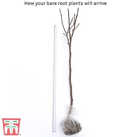 Magnolia 'Red Lucky' (Standard) 7 Magnolia 'Red Lucky' (Standard) - Image 5