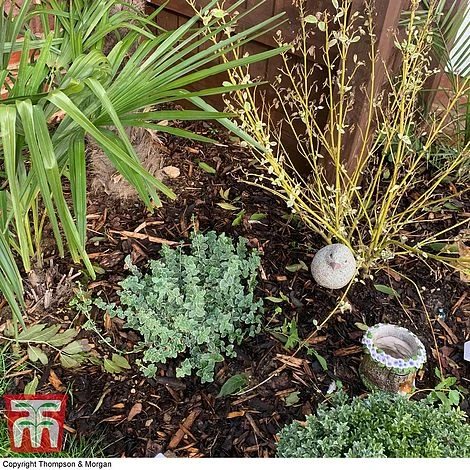 Decorative Bark 4 Decorative Bark - Image 2