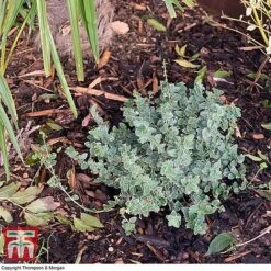 Decorative Bark 7 Decorative Bark -Plants Sale bark2