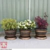 Wooden Barrel Effect Pot & Saucer -Plants Sale barrel2
