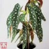 Begonia Maculata -Plants Sale bego mac3