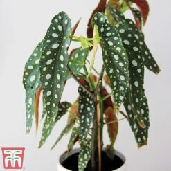 Begonia Maculata