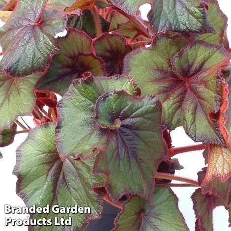 Begonia 'Curly Fireflush' 3 Begonia 'Curly Fireflush'