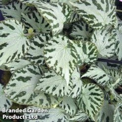 Begonia 'Silver Jewel'