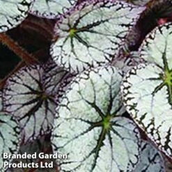 Begonia 'Silver Lace' -Plants Sale bego silverl