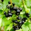 Blackcurrant 'Ben Sarek' 2 Blackcurrant 'Ben Sarek' -Plants Sale ben sarek