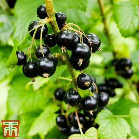 Blackcurrant 'Ben Sarek' 3 Blackcurrant 'Ben Sarek'