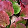 Bergenia Cordifolia 'Purpurea' -Plants Sale berg2