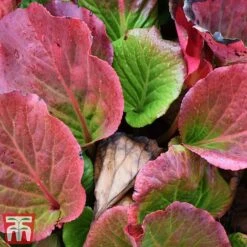 Bergenia Cordifolia 'Purpurea'