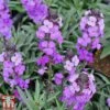 Erysimum 'Bowles Mauve' 2 Erysimum 'Bowles Mauve' -Plants Sale bowles