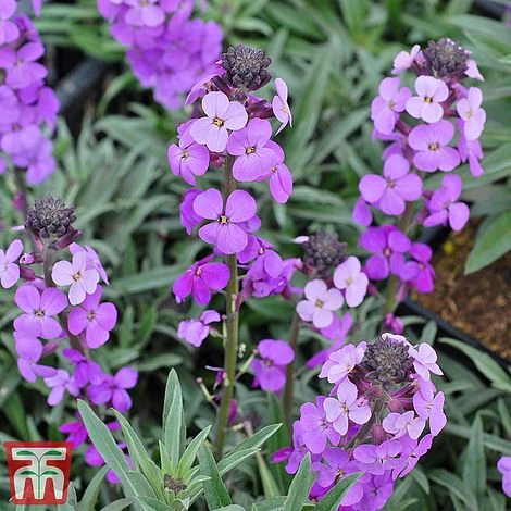 Erysimum 'Bowles Mauve' 3 Erysimum 'Bowles Mauve'