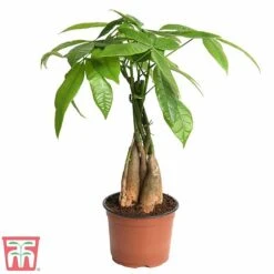 Pachira Aquatica Tree With Braided Stem -Plants Sale braid