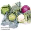 Keep Cropping Brassica Autumn Collection 2 Keep Cropping Brassica Autumn Collection -Plants Sale bras coll