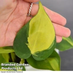 Philodendron Scandens Brasil 9 Philodendron Scandens Brasil -Plants Sale brasil