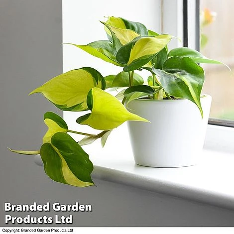 Philodendron Scandens Brasil 3 Philodendron Scandens Brasil